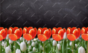 Orange Tulip Scholarship